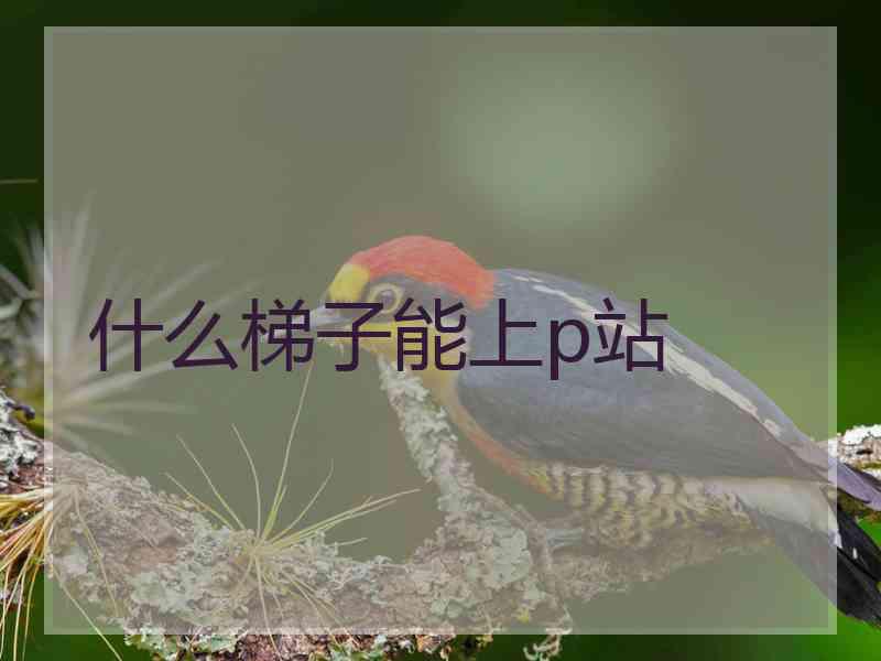 什么梯子能上p站