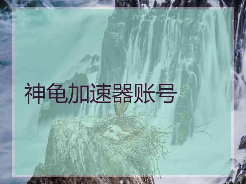 神龟加速器账号