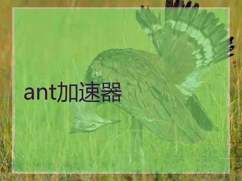ant加速器