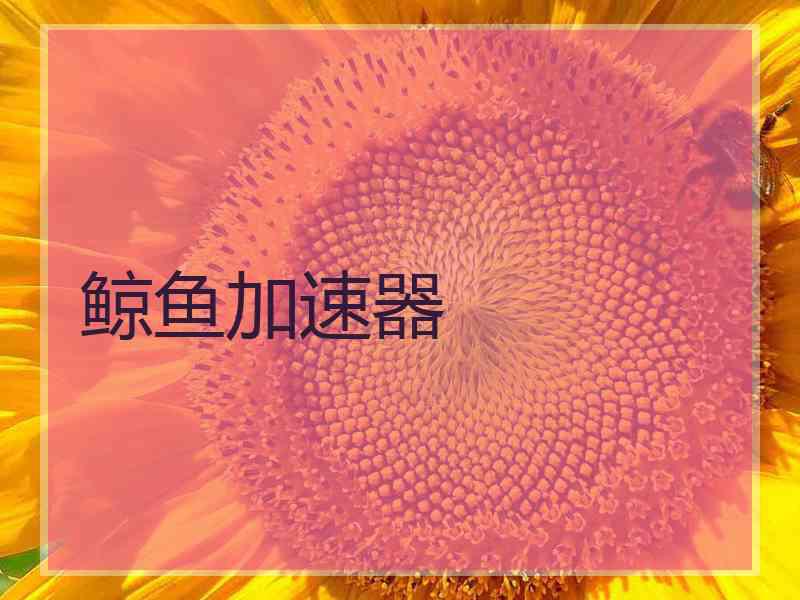 鲸鱼加速器