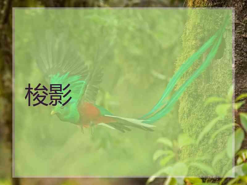 梭影